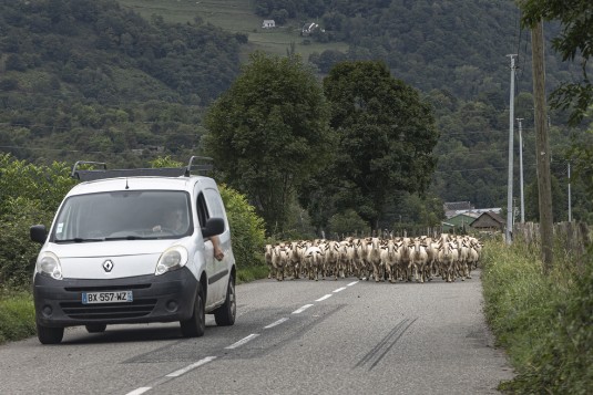 Ziegen auf der Straße in den französischen Pyrenäen