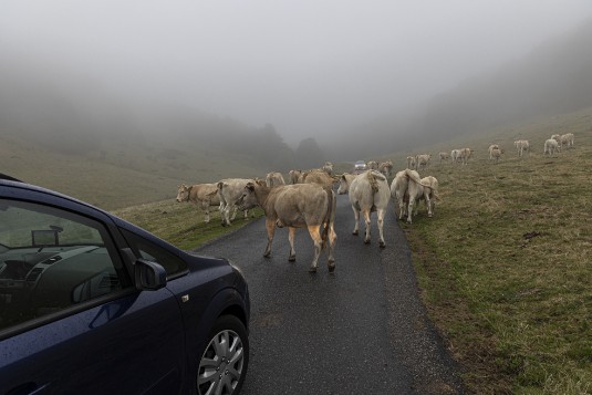 Kühe auf der Straße am Pic du Midi de Bigorre