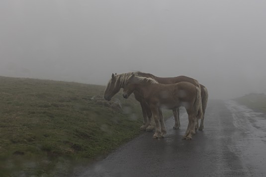 Pferde auf der Straße am Pic du Midi de Bigorre
